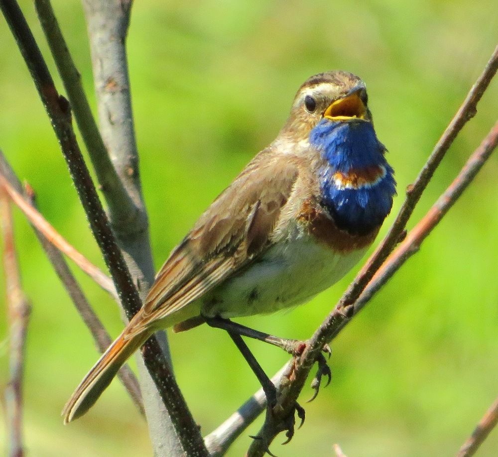 Напевает песенку
