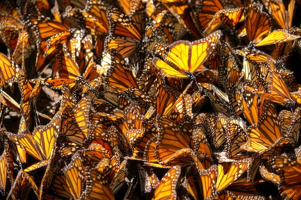 Бабочки Монарх