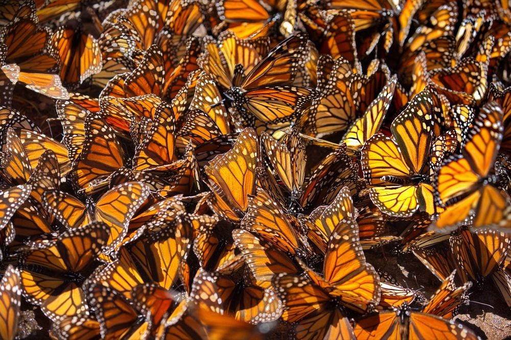 Бабочки Монарх