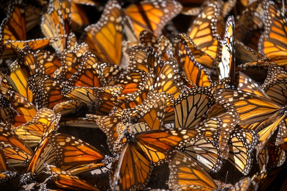 Бабочки Монарх