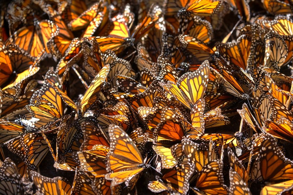 Бабочки Монарх