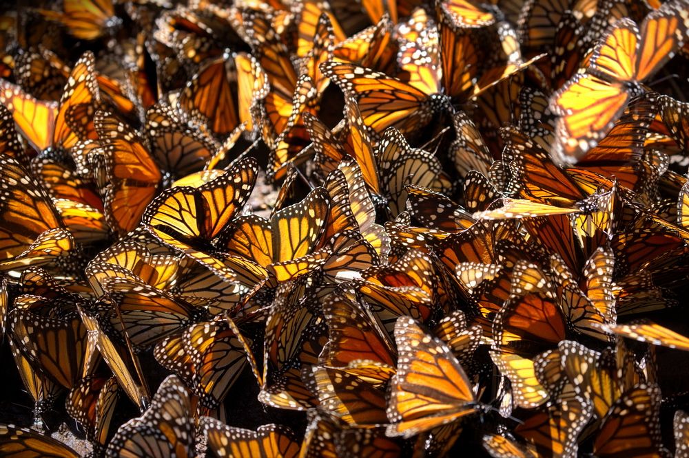 Бабочки Монарх