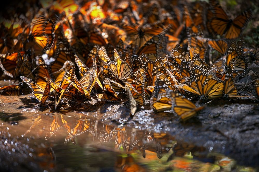 Бабочки Монарх