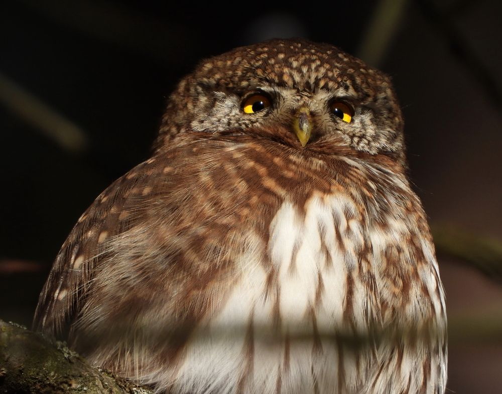 Photograph by Дмитрий Дрозд