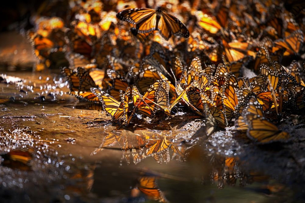 Бабочки Монарх