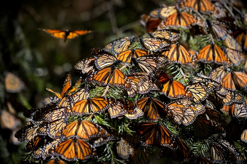 Бабочки Монарх