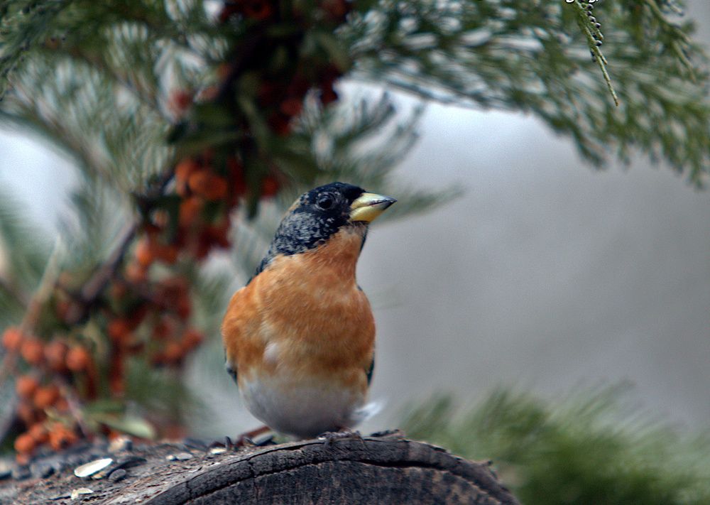 Фотография автора Joe Poldi