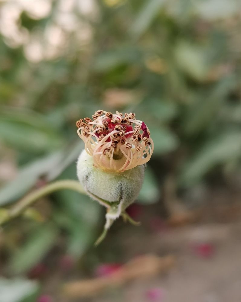 Photograph by Anil Yadav