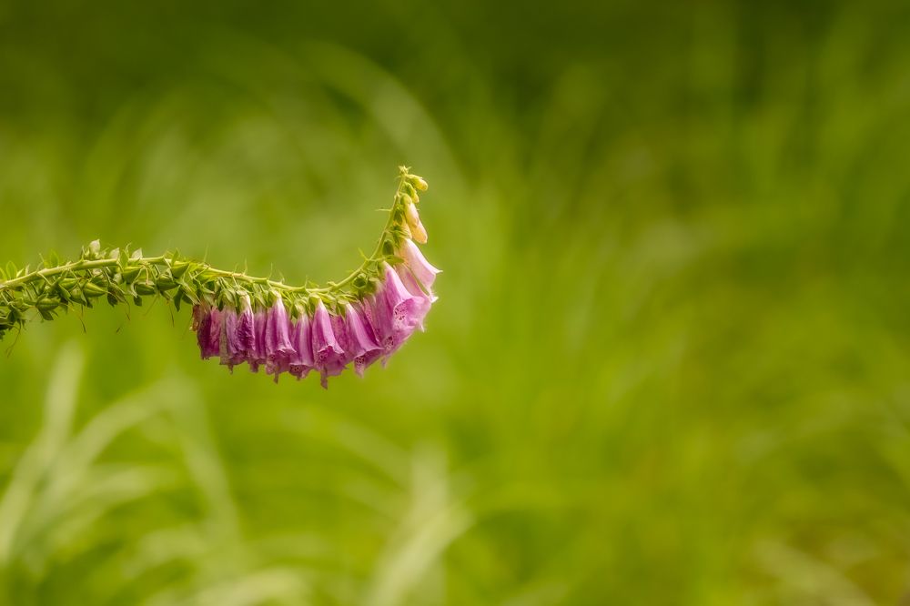 Photograph by Masood Aslami