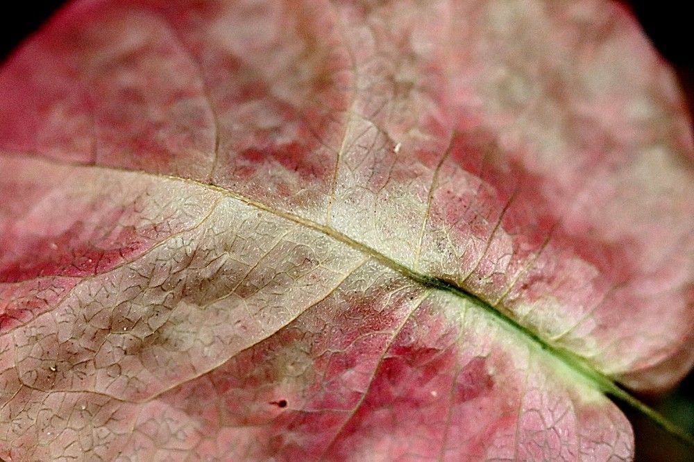 Macro petal