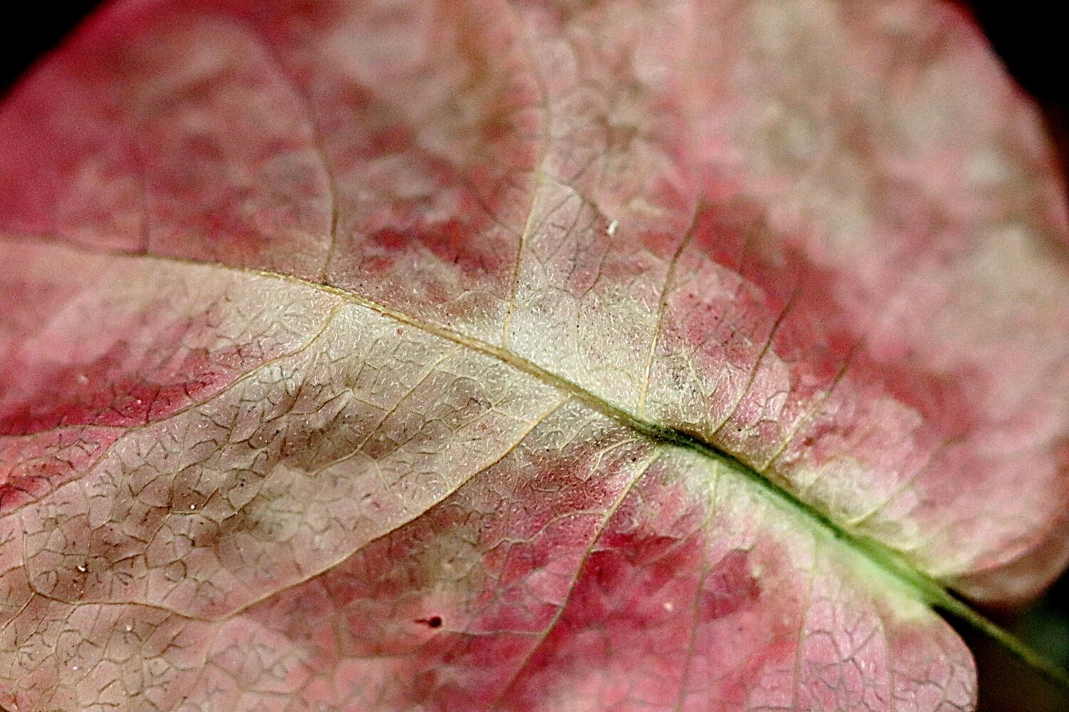 Macro petal