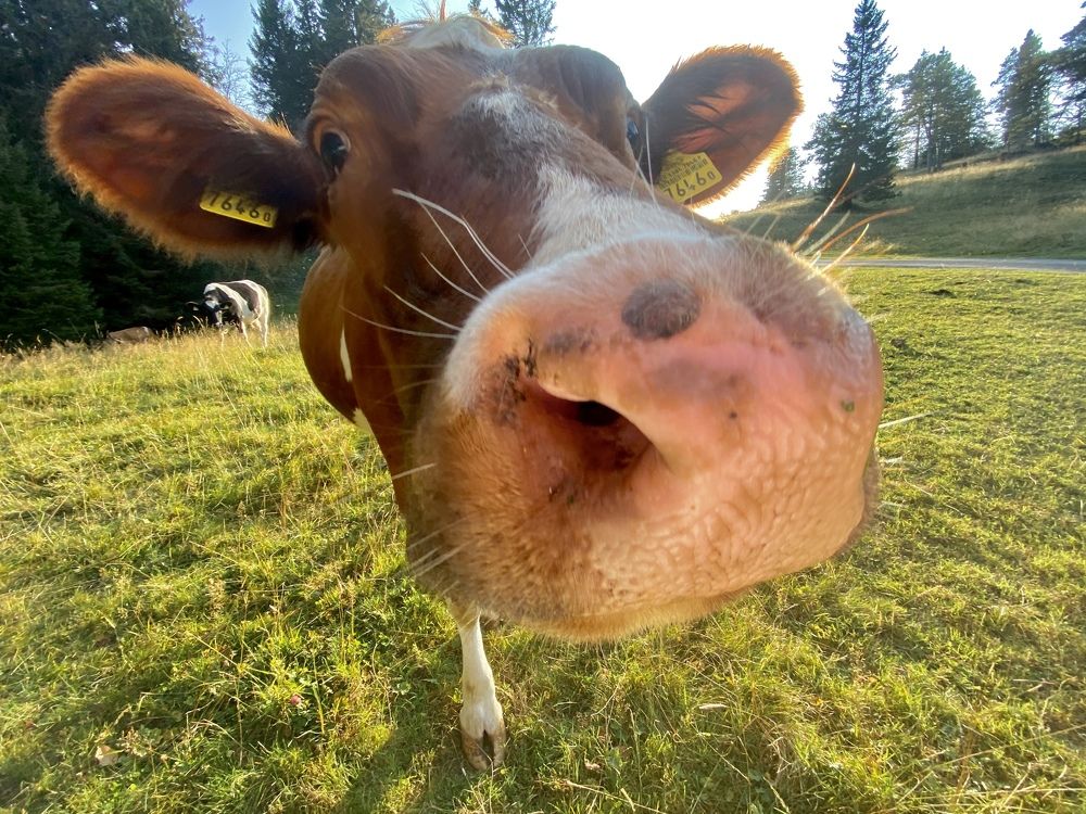 Photograph by Elena Sobol