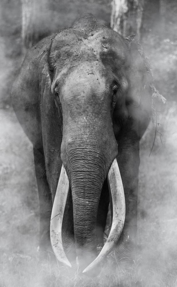 The Indian elephant