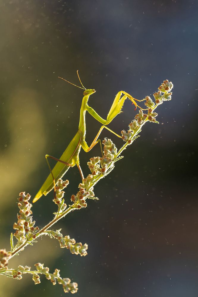 Photograph by Станка Петрова