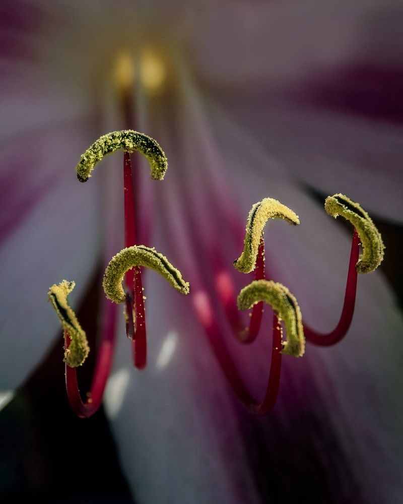 Фотография автора Tomas Manuel Fonte Hernandez