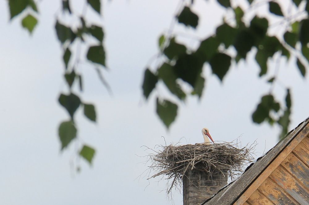 Photograph by Анна-Лаймуте Милошевич