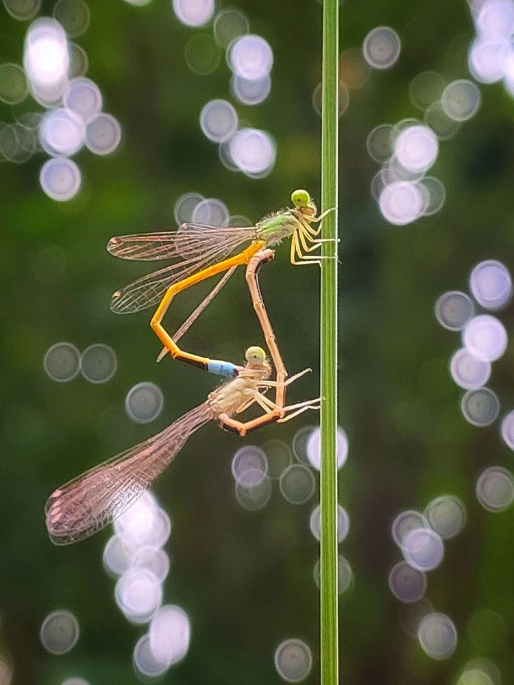 Photograph by Ananta Ghosh