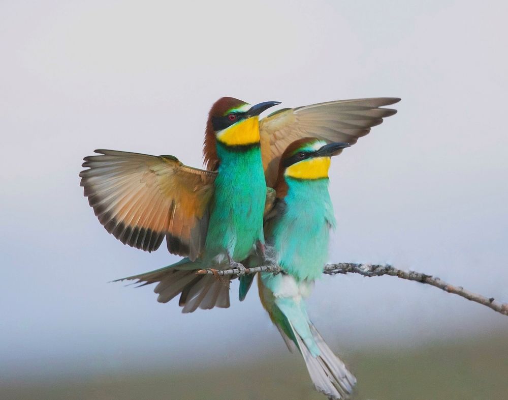 Фотография автора Hamidreza Saedi