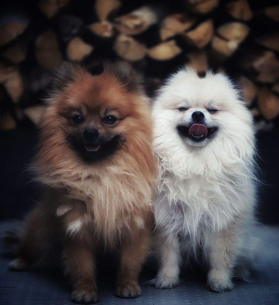 Фотография автора Hamidreza Saedi