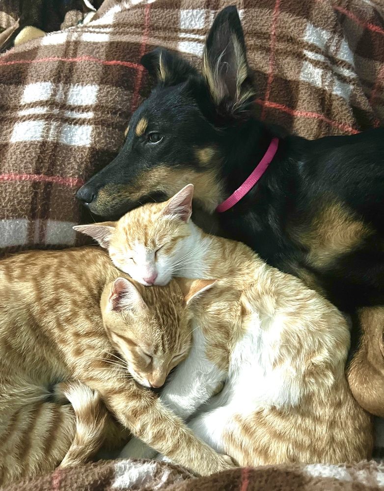 Photograph by Sharma Dr Megha