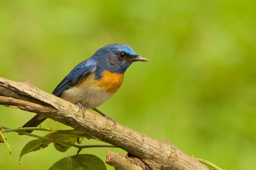 Photograph by DR ARPIT BANSAL