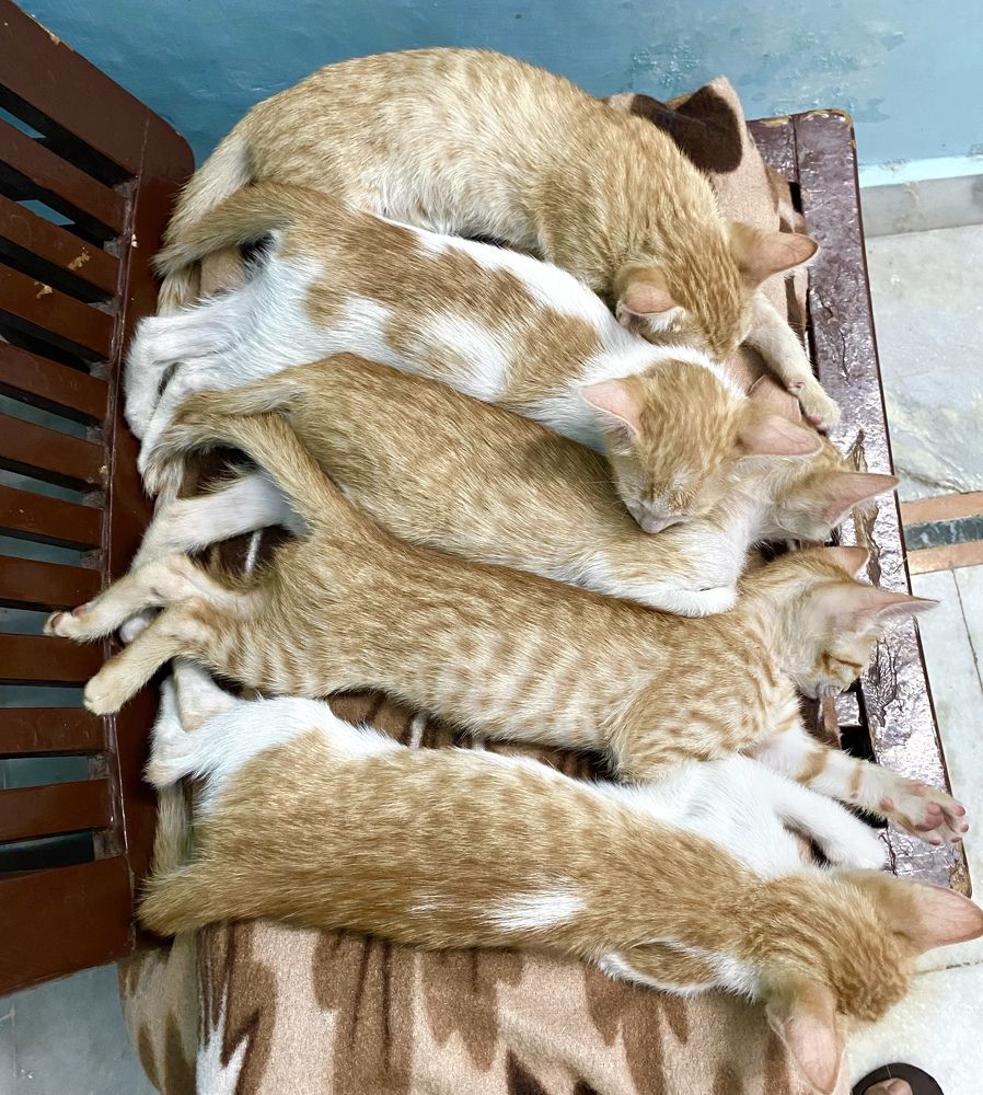 Photograph by Sharma Dr Megha