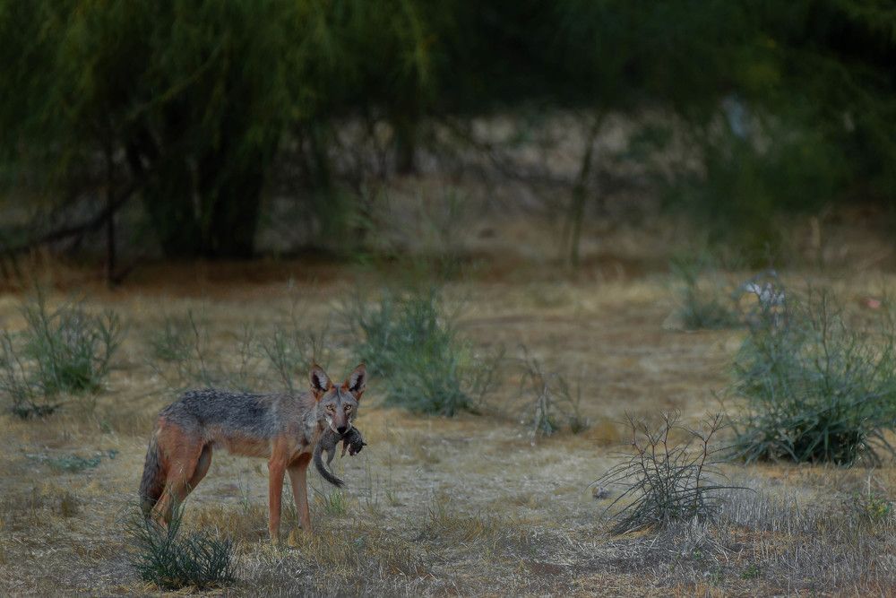 Photograph by Antara Chakravarty