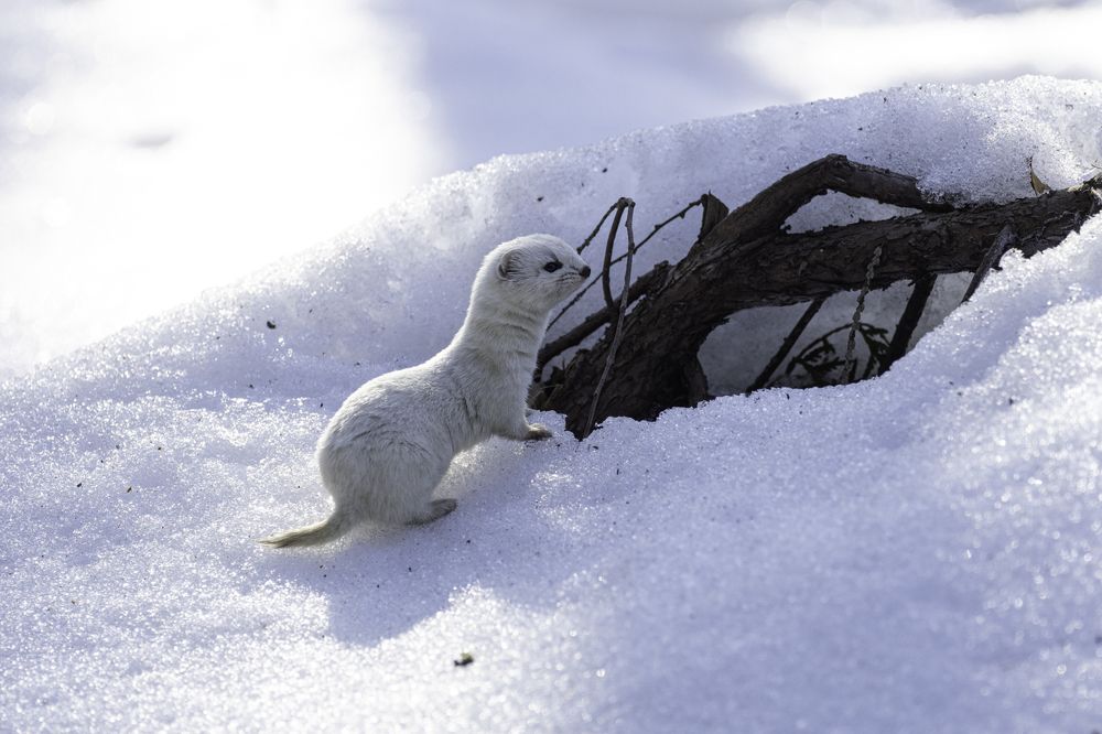 Фотография автора Mariya Belyalova