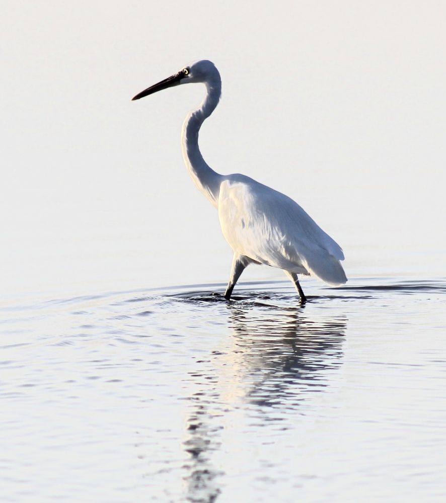 bird on the beach