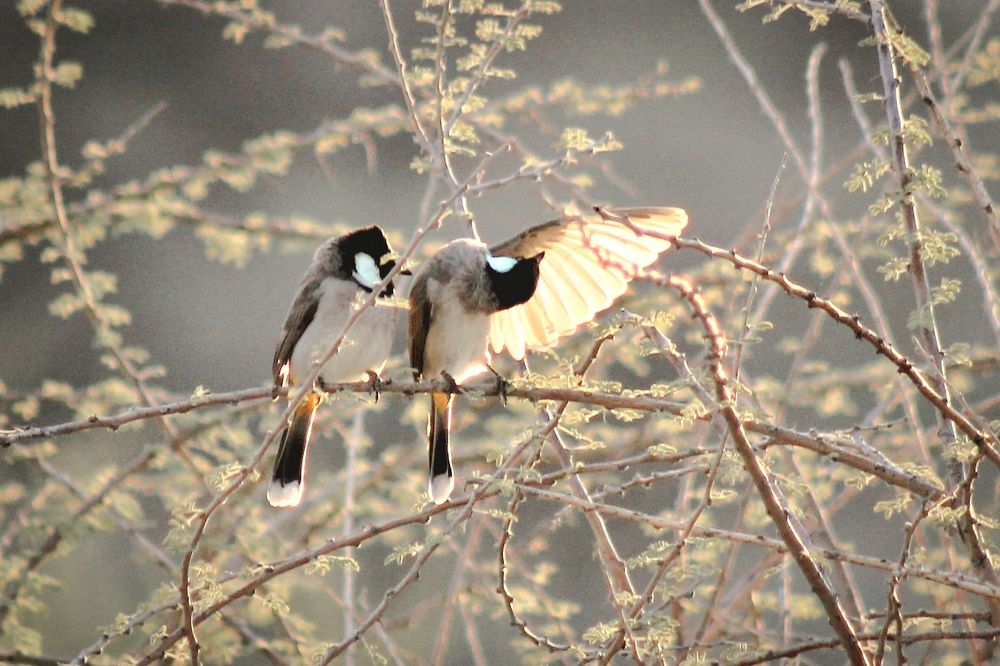 Bulbul bird in the Sultanate of Oman