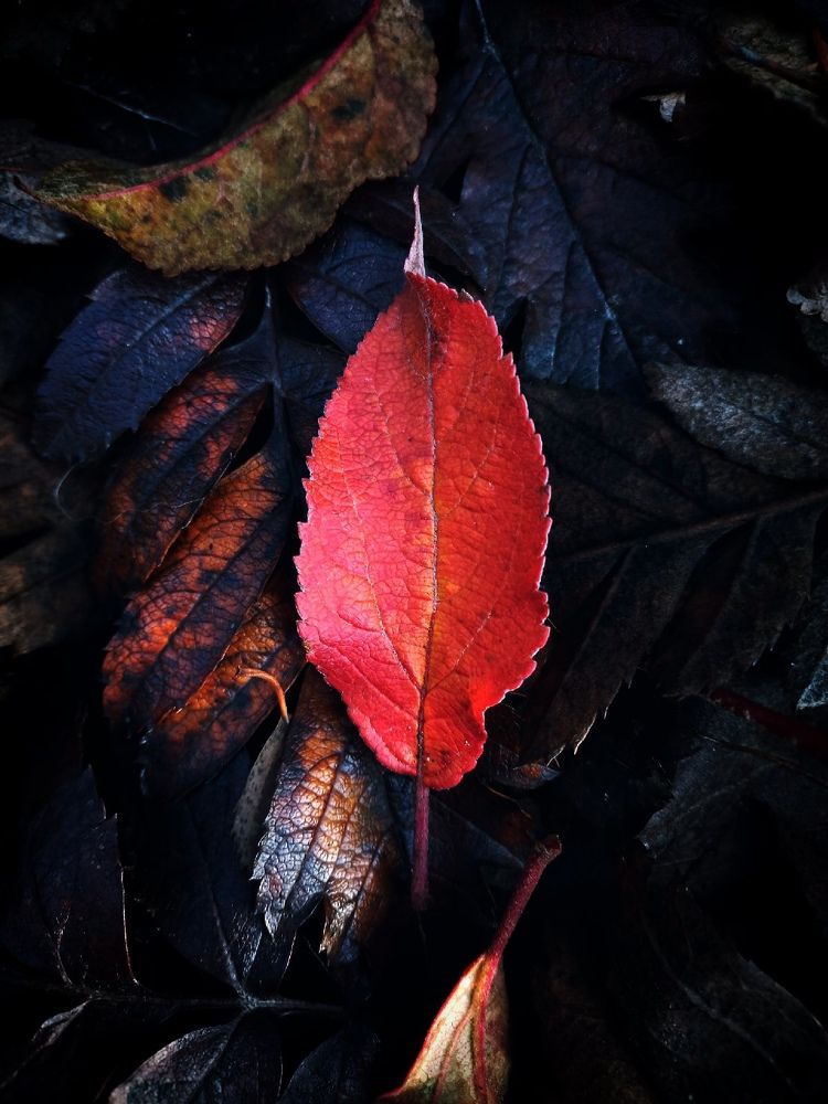 Photograph by Алиса Фокина