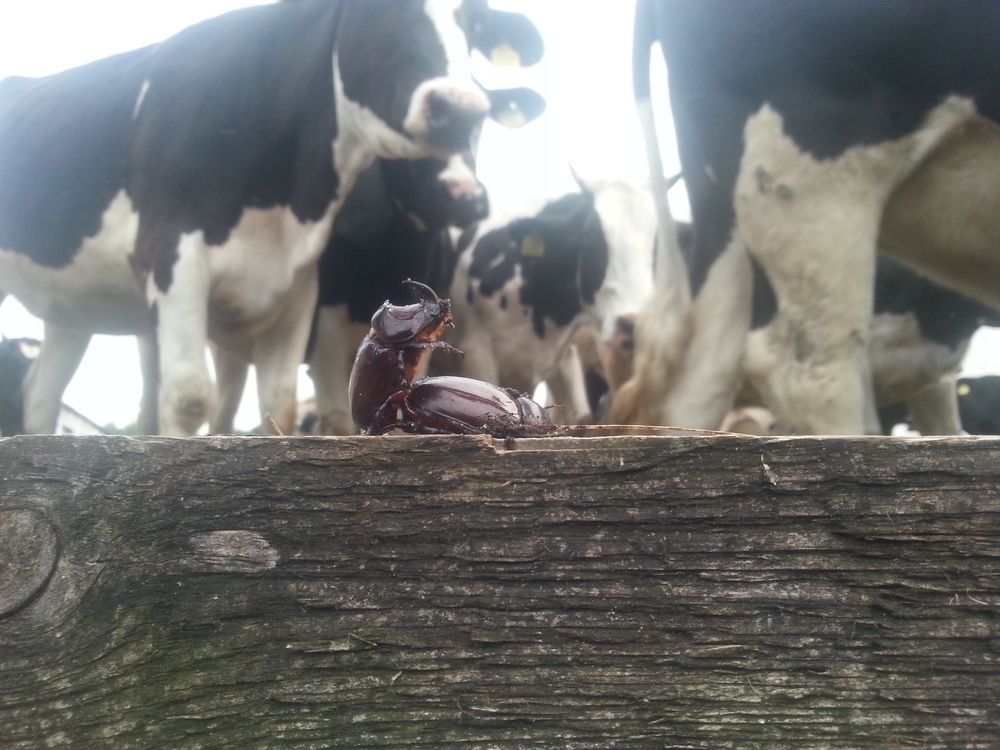 Photograph by Михаил Царикевич