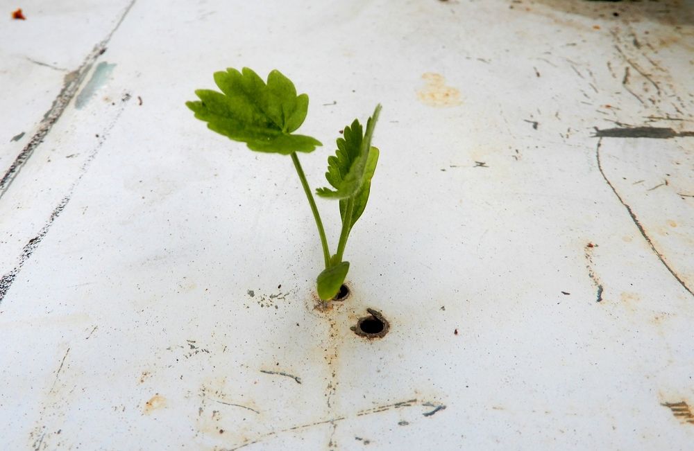Выход найден (Стремление к свету).