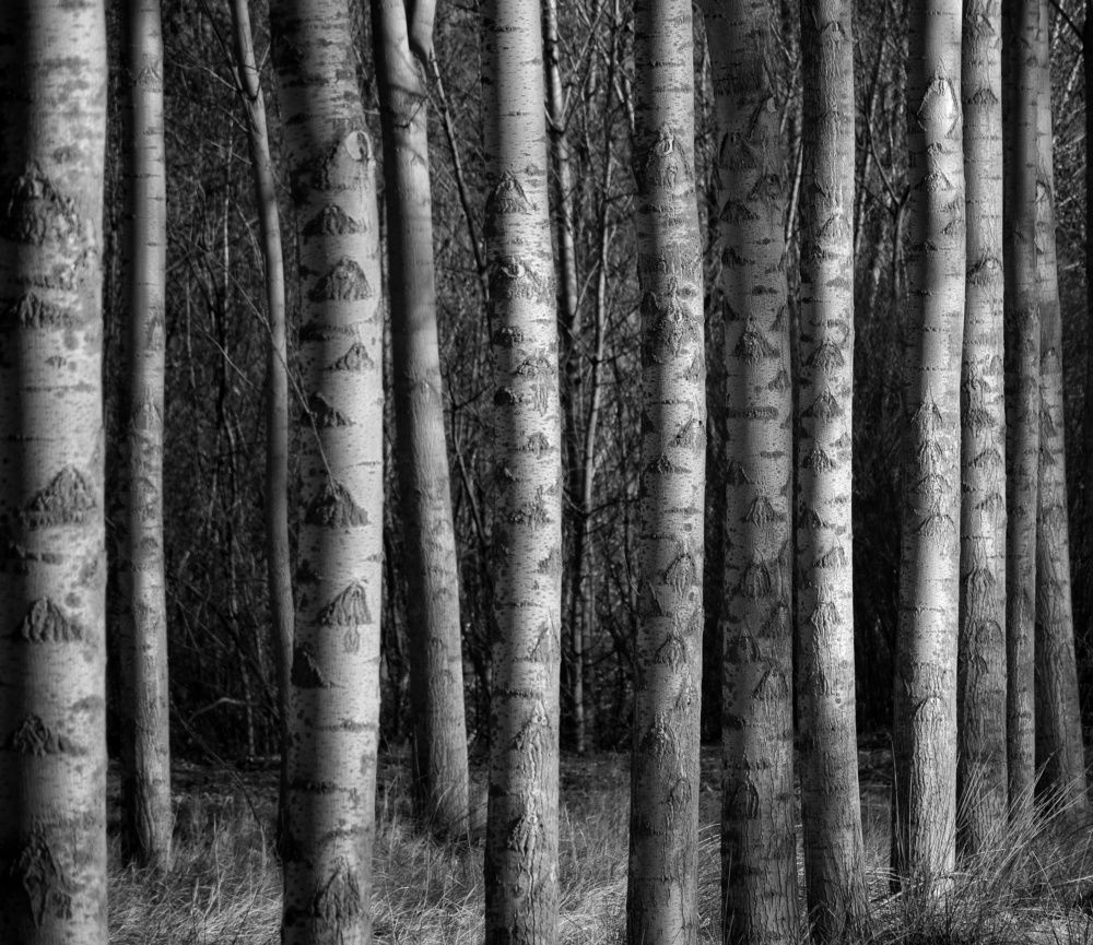 Photograph by José Ramón Domínguez