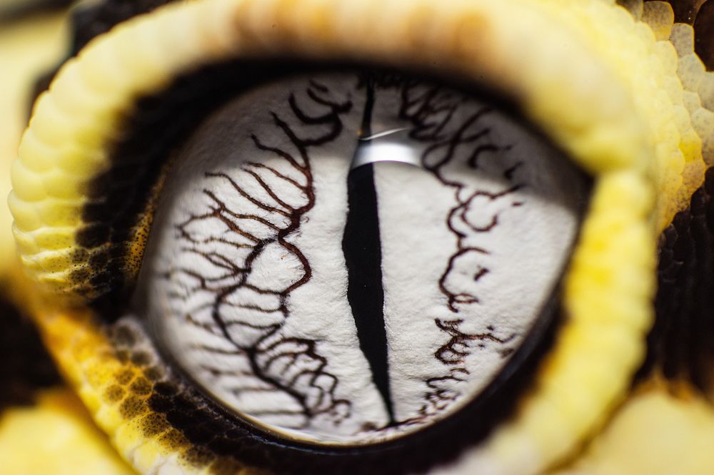 Photograph by Norman Celis