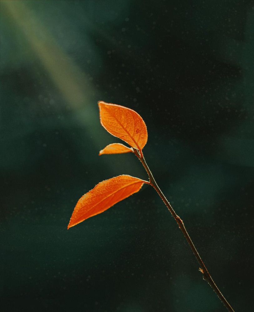 Photograph by Елена Репьева