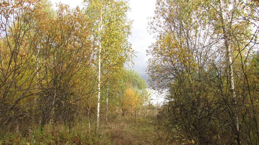 осенний пейзаж