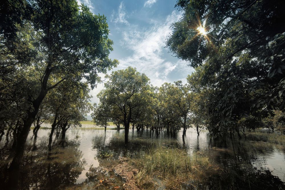 Photograph by Niranjan Baishya