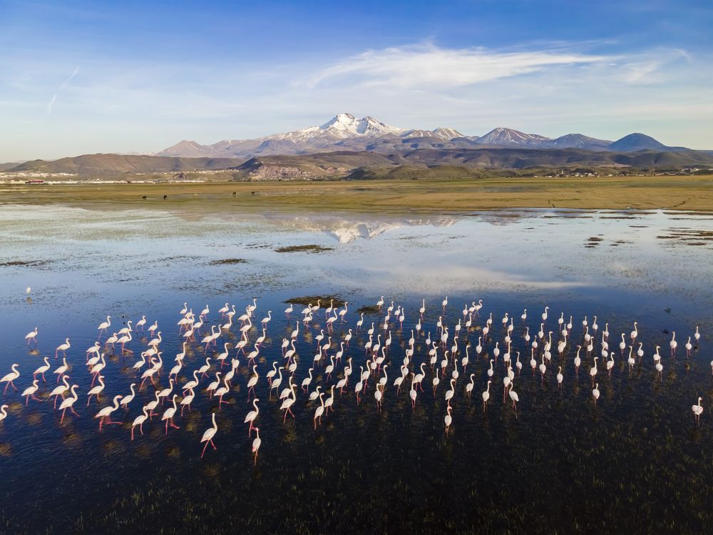 Flamingos
