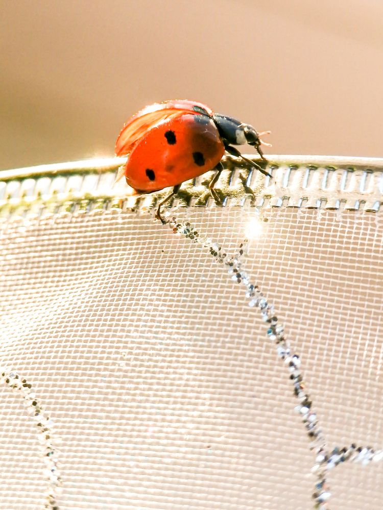 Photograph by Александра Гонтарь