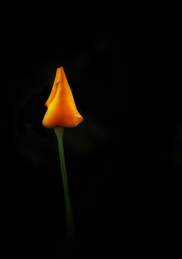 Photograph by Ольга Саенко