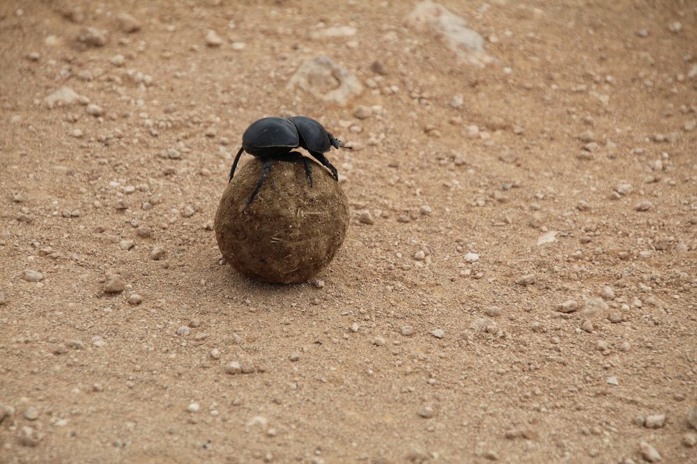 DUNG BEETLE