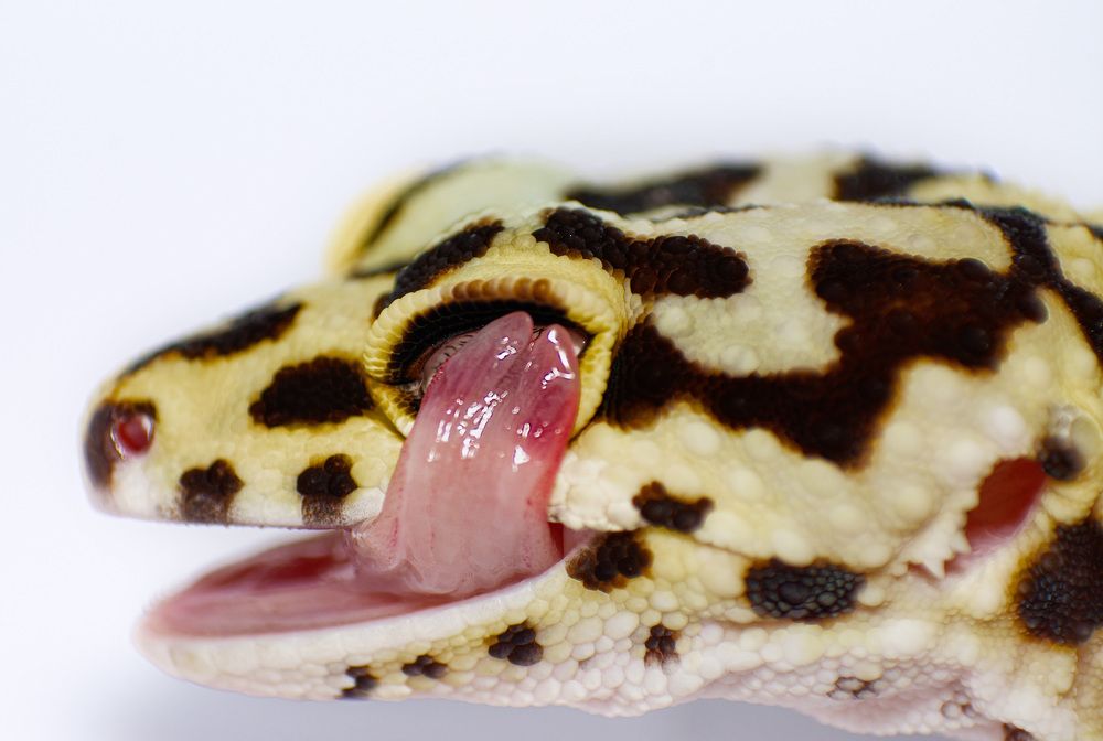 Photograph by Norman Celis