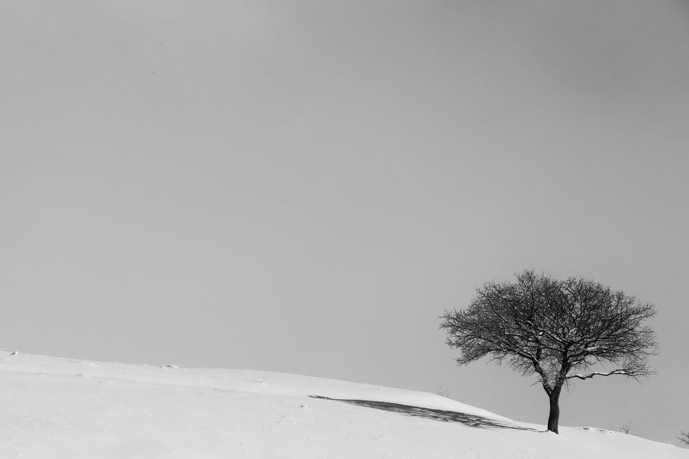 single tree