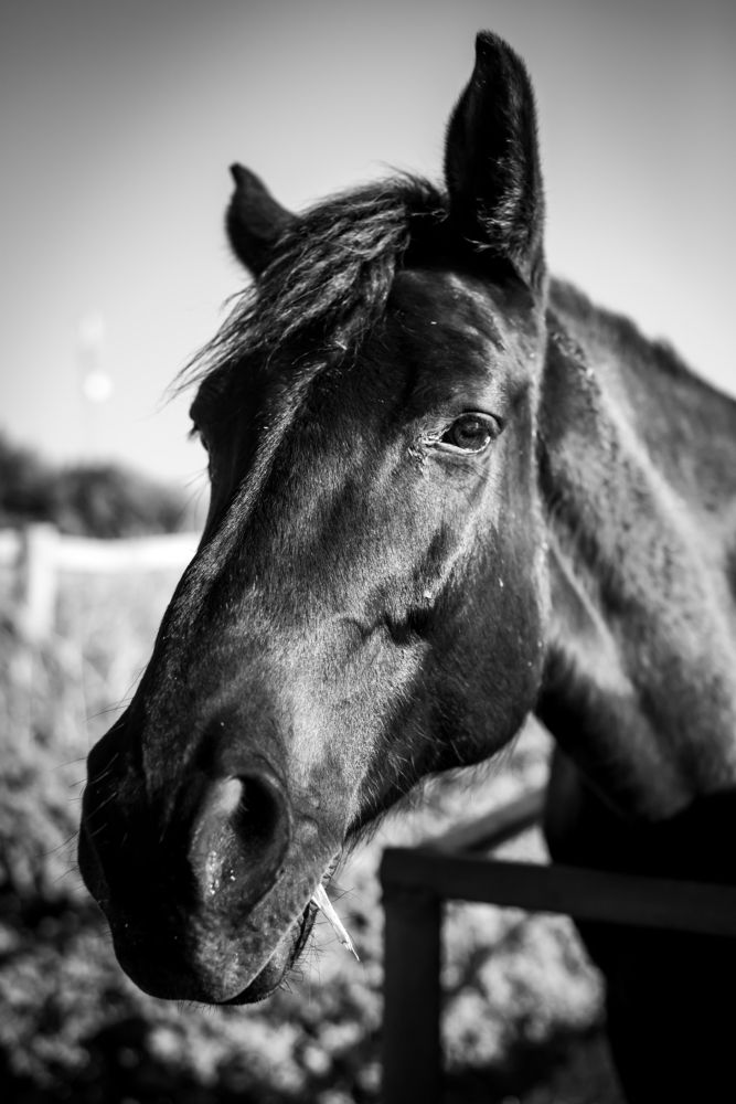 Photograph by Stelios Papadimitriou