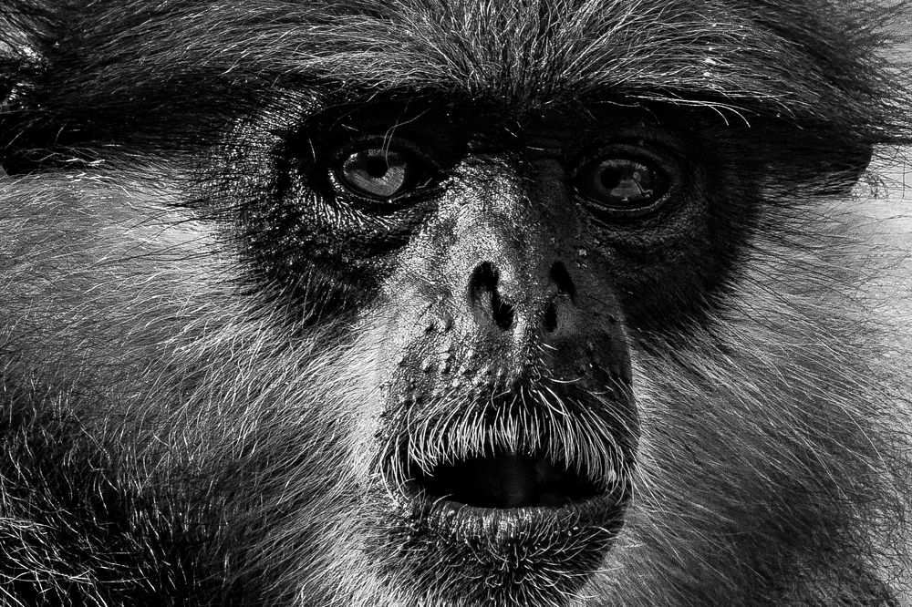 Photograph by Chamara Sulakkhana Polwatta Siriyalage