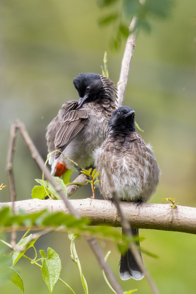 Photograph by Chamara Sulakkhana Polwatta Siriyalage