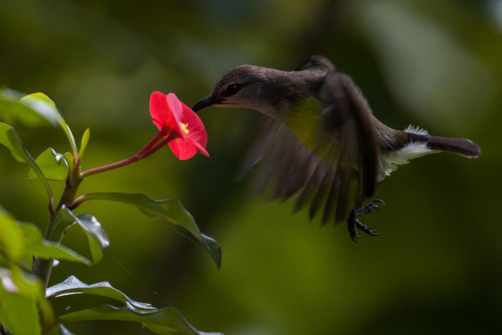 Photograph by Chamara Sulakkhana Polwatta Siriyalage