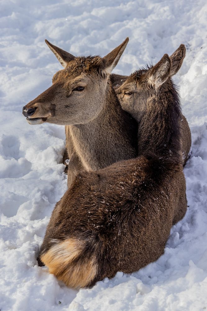 Мама и дочь