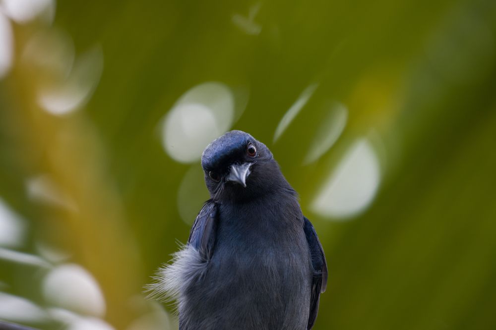 Photograph by Chamara Sulakkhana Polwatta Siriyalage